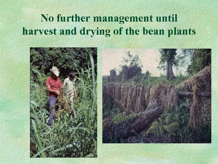 No further management until harvest and drying of the bean plants 