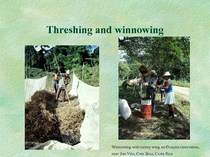 Threshing and winnowing Winnowing with turkey wing on Guaymi reservation, near San Vito, Coto