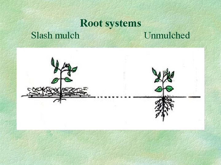 Root systems Slash mulch Unmulched 