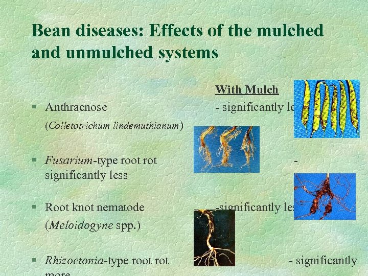 Bean diseases: Effects of the mulched and unmulched systems § Anthracnose With Mulch -