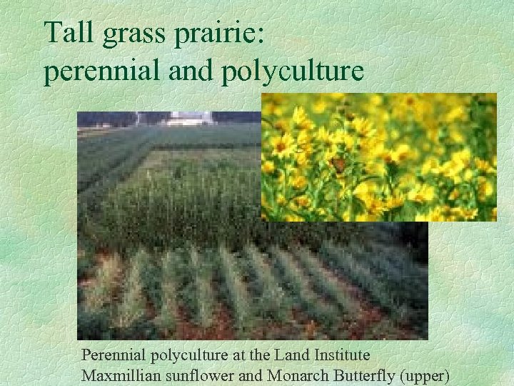 Tall grass prairie: perennial and polyculture Perennial polyculture at the Land Institute Maxmillian sunflower