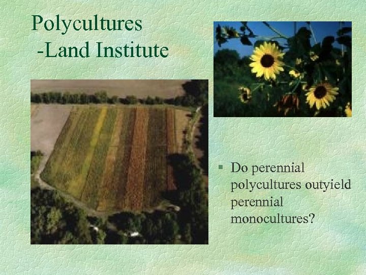 Polycultures -Land Institute § Do perennial polycultures outyield perennial monocultures? 