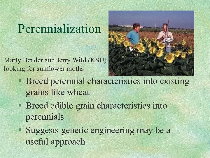 Perennialization Marty Bender and Jerry Wild (KSU) looking for sunflower moths § Breed perennial