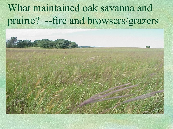 What maintained oak savanna and prairie? --fire and browsers/grazers 