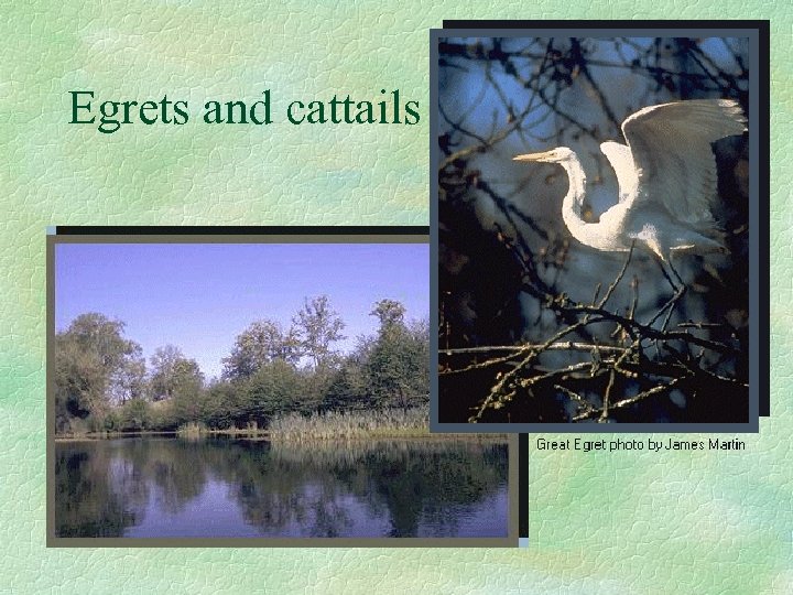 Egrets and cattails 