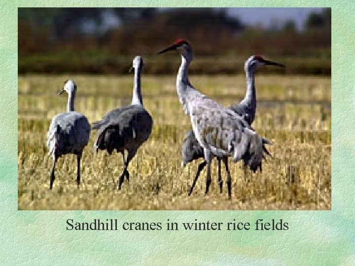 Sandhill cranes in winter rice fields 