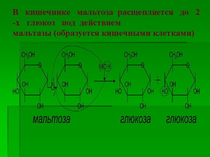 В кишечнике мальтоза расщепляется до 2 -х глюкоз под действием мальтазы (образуется кишечными клетками)