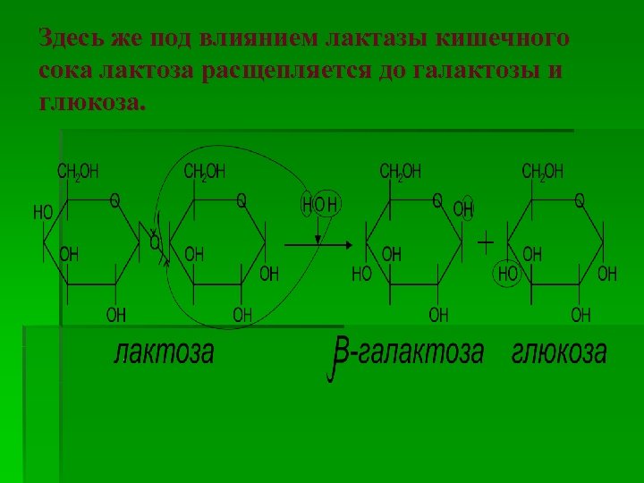 Здесь же под влиянием лактазы кишечного сока лактоза расщепляется до галактозы и глюкоза. 
