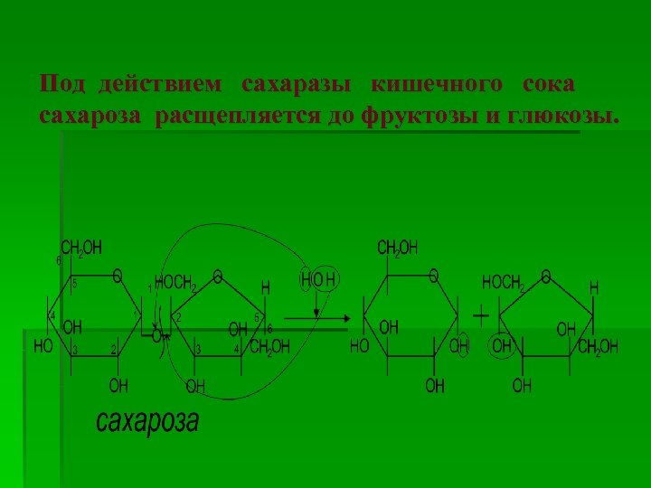 Под действием сахаразы кишечного сока сахароза расщепляется до фруктозы и глюкозы. 