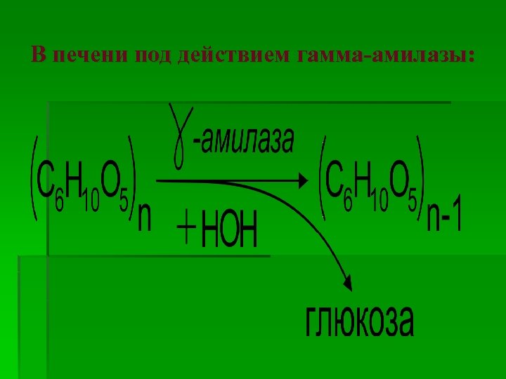 В печени под действием гамма-амилазы: 
