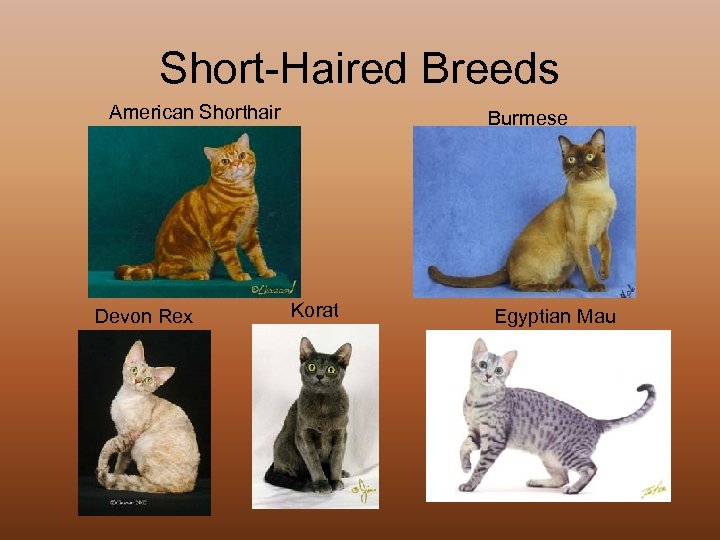 Short-Haired Breeds American Shorthair Devon Rex Burmese Korat Egyptian Mau 