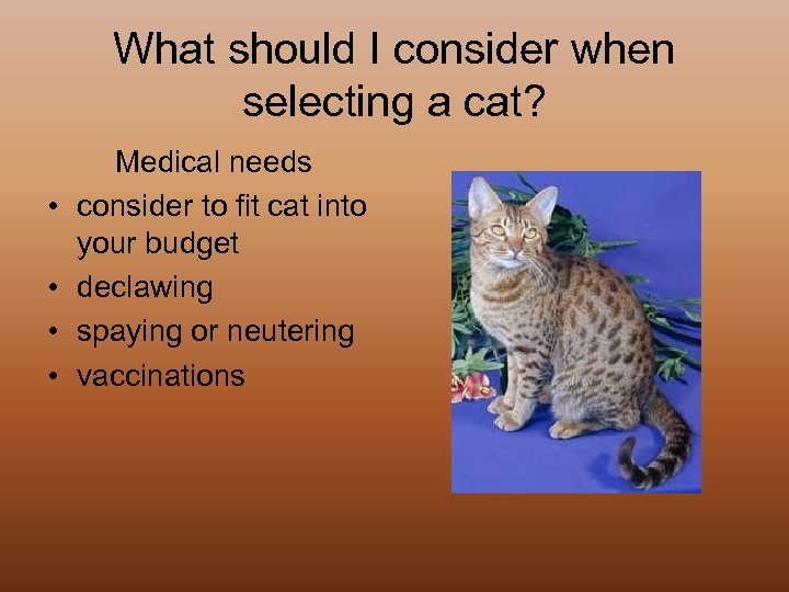 What should I consider when selecting a cat? • • Medical needs consider to