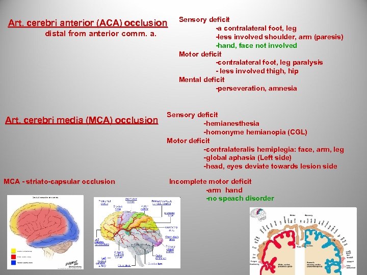 Art. cerebri anterior (ACA) occlusion distal from anterior comm. a. Art. cerebri media (MCA)