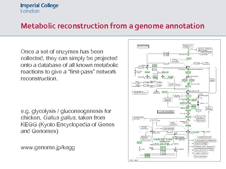 Metabolic reconstruction from a genome annotation Once a set of enzymes has been collected,