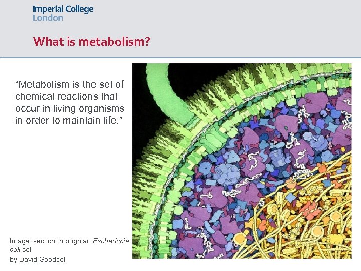 What is metabolism? “Metabolism is the set of chemical reactions that occur in living