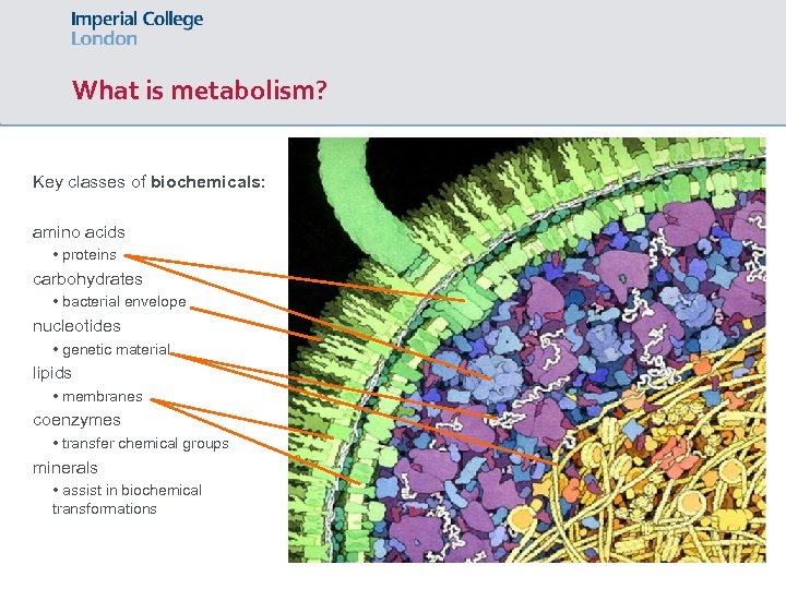 What is metabolism? Key classes of biochemicals: amino acids • proteins carbohydrates • bacterial