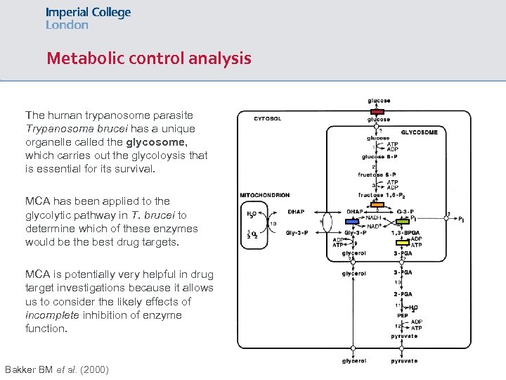 Metabolic control analysis The human trypanosome parasite Trypanosoma brucei has a unique organelle called