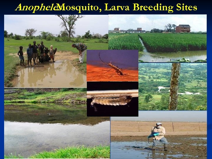 Anopheles Mosquito, Larva Breeding Sites 