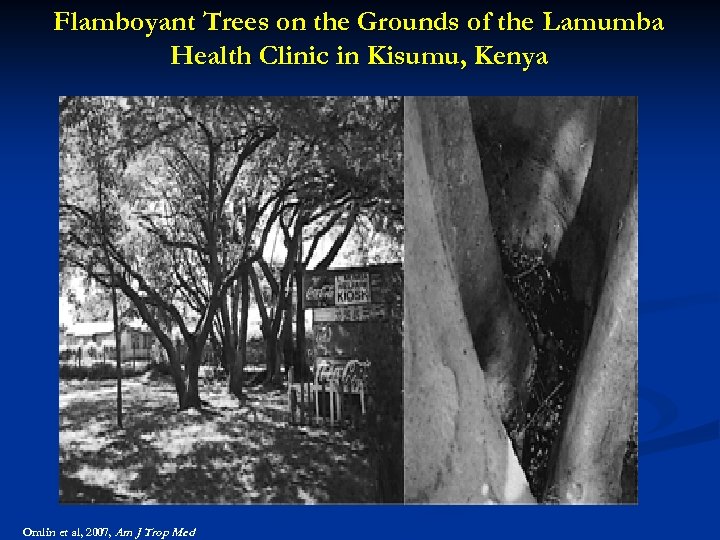 Flamboyant Trees on the Grounds of the Lamumba Health Clinic in Kisumu, Kenya Omlin