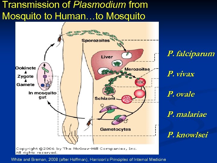 Transmission of Plasmodium from Mosquito to Human…to Mosquito P. falciparum P. vivax P. ovale