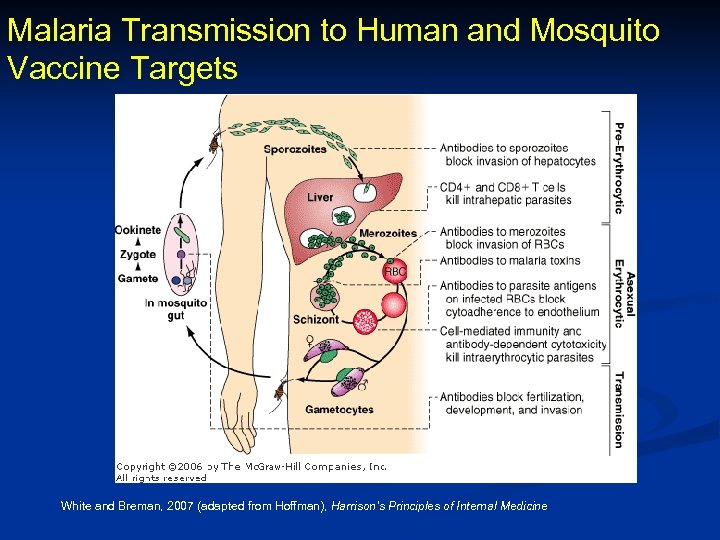 Malaria Transmission to Human and Mosquito Vaccine Targets White and Breman, 2007 (adapted from