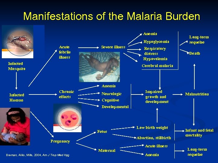 Manifestations of the Malaria Burden Anemia Hypoglycemia Acute febrile illness Severe illness Infected Mosquito