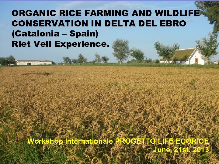 ORGANIC RICE FARMING AND WILDLIFE CONSERVATION IN DELTA DEL EBRO (Catalonia – Spain) Riet