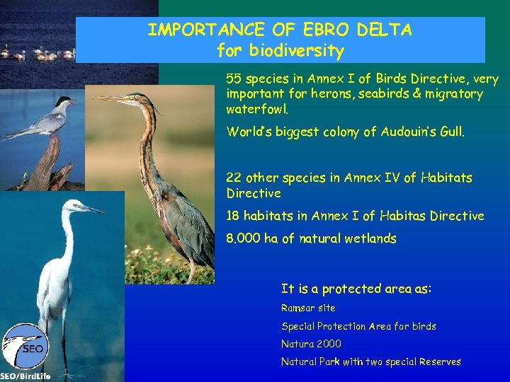 IMPORTANCE OF EBRO DELTA for biodiversity 55 species in Annex I of Birds Directive,