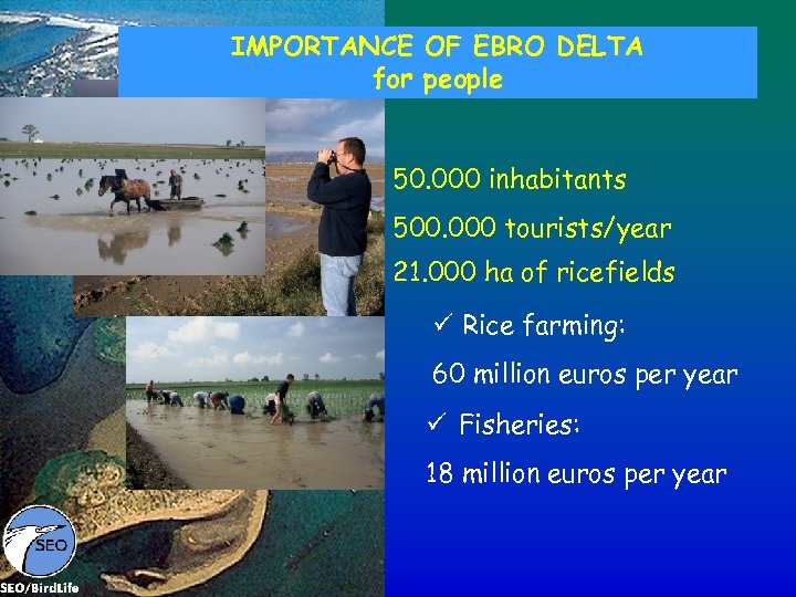 IMPORTANCE OF EBRO DELTA for people 50. 000 inhabitants 500. 000 tourists/year 21. 000