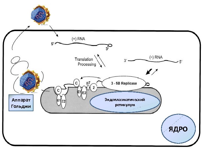 Аппарат Гольджи Эндоплазматический ретикулум ЯДРО 