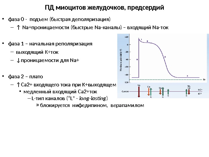 ПД миоцитов желудочков, предсердий • фаза 0 0 - - подъем (( быстрая деполяризация