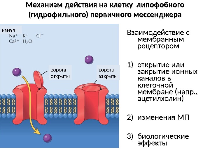 Механизм действия на клетку липофобного (гидрофильного) первичного мессенджера Взаимодействие с мембранным рецептором 1)1) открытие