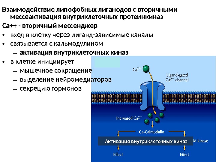 Взаимодействие липофобных лиганодов с вторичными мессеактивация внутриклеточных протеинкиназ Са++ - вторичный мессенджер • вход