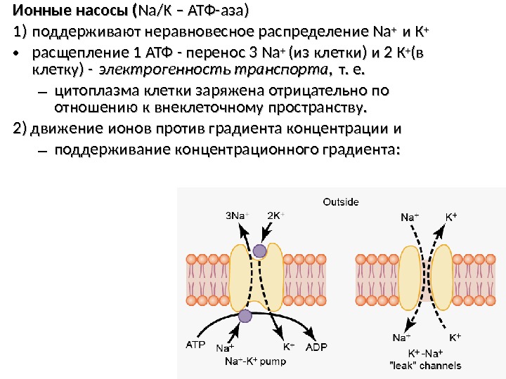 Ионные насосы ( Na/K – АТФ-аза) 1)1) поддерживают неравновесное распределение Na ++ и Ки