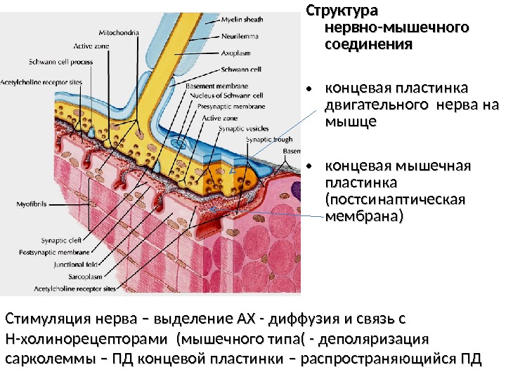Структура нервно-мышечного соединения • концевая пластинка двигательного нерва на мышце • концевая мышечная пластинка