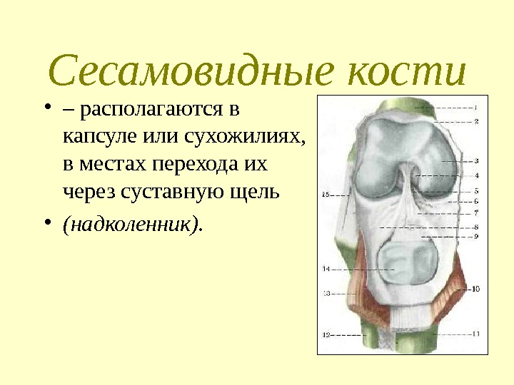 Сесамовидные кости • – располагаются в капсуле или сухожилиях,  в местах перехода их