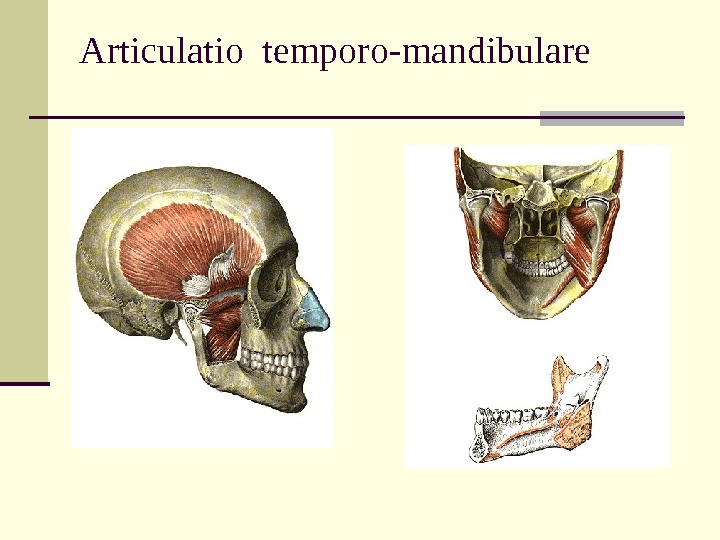 Articulatio temporo-mandibulare 