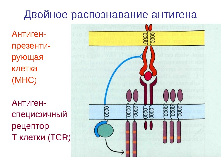 Двойное распознавание антигена Антиген- презенти- рующая клетка (МНС) Антиген- специфичный рецептор  Т клетки