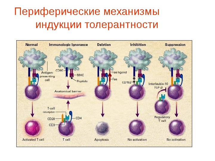 Peripheral Mechanisms of the Induction of Tolerance.  T cells that are physically separated