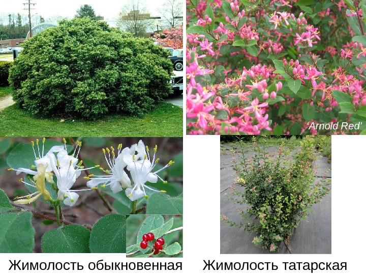 Жимолость татарская описание и фото в ландшафтном дизайне