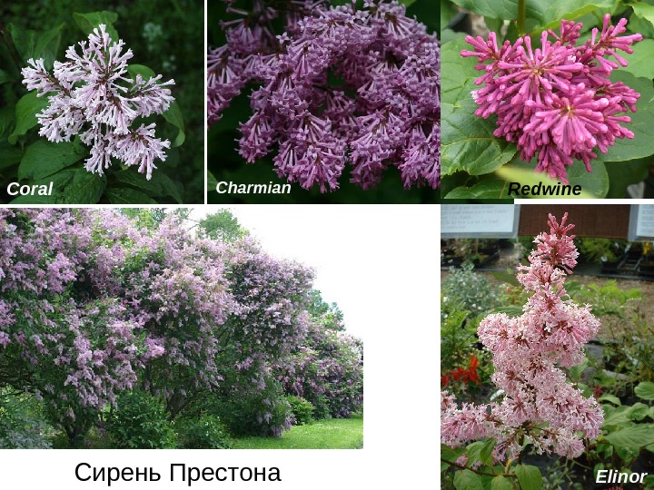 Сирень Престона Redwine Elinor. Coral Charmian 