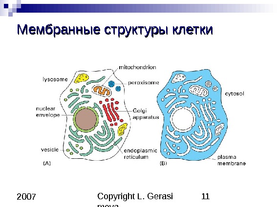 Copyright L. Gerasi mova 11 2007 Мембранные структуры клетки 