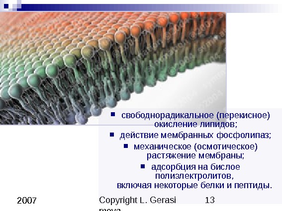 Copyright L. Gerasi mova 13 2007 свободнорадикальное (перекисное) окисление липидов;  действие мембранных фосфолипаз;