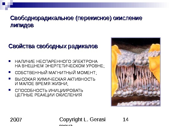 Copyright L. Gerasi mova 14 2007 Свободнорадикальное (перекисное) окисление липидов Свойства свободных радикалов НАЛИЧИЕ