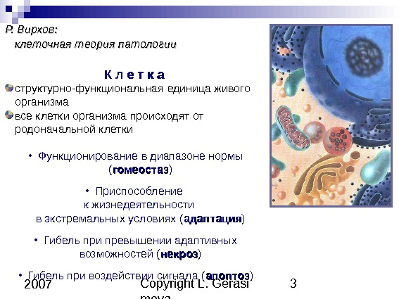 Copyright L. Gerasi mova 3 2007 Р. Вирхов:  клеточная теория патологии  КК