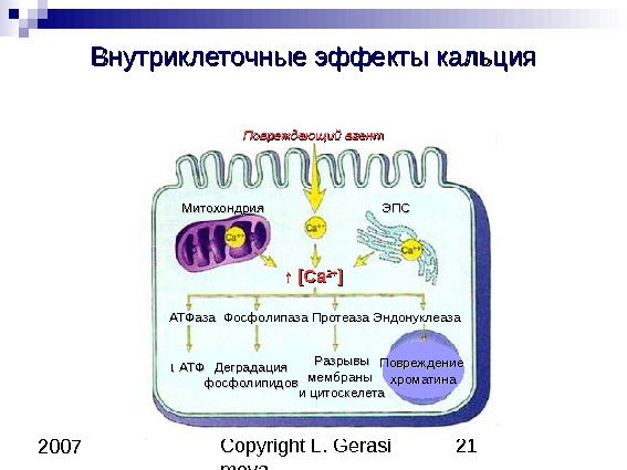 Copyright L. Gerasi mova 21 2007 Внутриклеточные эффекты кальция Повреждающий агент Митохондрия  ЭПС