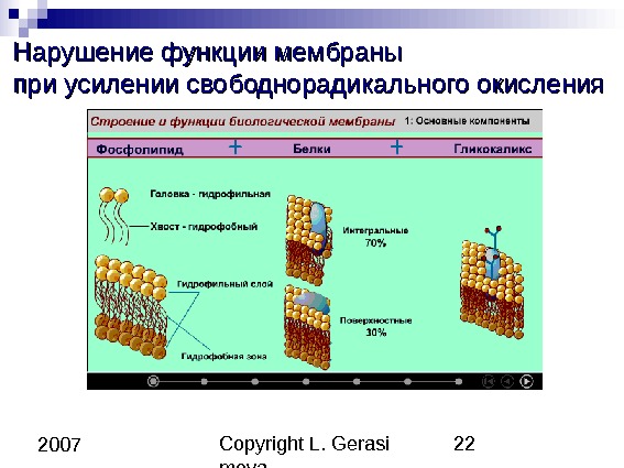 Copyright L. Gerasi mova 22 2007 Нарушение функции мембраны при усилении свободнорадикального окисления 