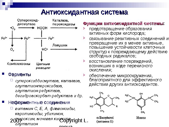 Copyright L. Gerasi mova 23 2007 Антиоксидантная система Функции антиоксидантной системы : : 