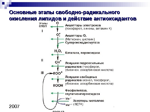 Copyright L. Gerasi mova 24 2007 Основные этапы свободно-радикального окисления липидов и действие антиоксидантов