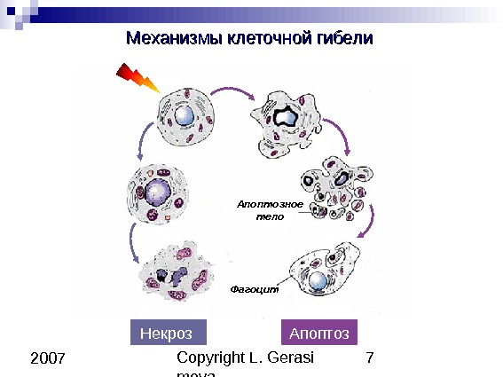 Copyright L. Gerasi mova 7 2007 Механизмы клеточной гибели Некроз Апоптозное тело Фагоцит 